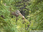 Alces alces, moose, élan, Denali Park, Alaska