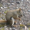 Tamiasciurus hudsonicus, Red squirrel, Écureuil roux, Denali Park, Alaska