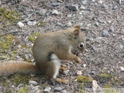 Tamiasciurus hudsonicus, Red squirrel, Écureuil roux, Denali Park, Alaska