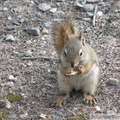 Tamiasciurus hudsonicus, Red squirrel, Écureuil roux, Denali Park, Alaska