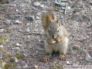 Tamiasciurus hudsonicus, Red squirrel, Écureuil roux, Denali Park, Alaska