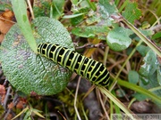 Papilio machaon, Igloo mountain hike, Denali Park, Alaska