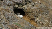 Ovis dalli, Dall sheeps, Mouflon de Dall, Igloo mountain hike, Denali Park, Alaska