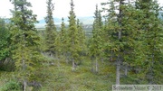 Igloo mountain hike, Denali Park, Alaska