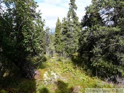 Igloo mountain hike, Denali Park, Alaska