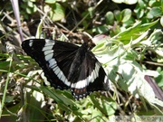 Limenitis arthemis rubrofasciata, White Admiral, Amiral, Igloo mountain hike, Denali Park, Alaska