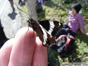 Limenitis arthemis rubrofasciata, White Admiral, Amiral, Igloo mountain hike, Denali Park, Alaska