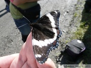 Limenitis arthemis rubrofasciata, White Admiral, Amiral, Igloo mountain hike, Denali Park, Alaska