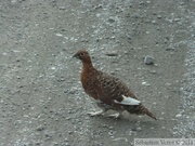 Lagopus sp., Ptarmigan, Lagopède, Denali Park, Alaska