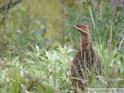 Lagopus sp., Ptarmigan, Lagopède, Denali Park, Alaska