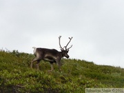 Rangifer tarandus, Caribou, Denali Park, Alaska