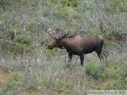 Alces alces, moose, élan, Denali Park, Alaska