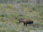 Alces alces, moose, élan, Denali Park, Alaska