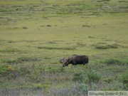 Alces alces, moose, élan, Denali Park, Alaska