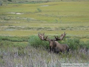 Alces alces, moose, élan, Denali Park, Alaska