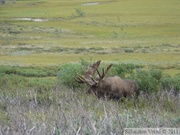 Alces alces, moose, élan, Denali Park, Alaska