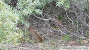 Lynx canadensis, Lynx du Canada, Denali Park, Alaska