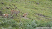 Lynx canadensis, Lynx du Canada, Denali Park, Alaska