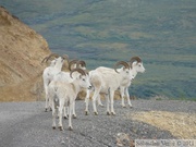 Ovis dalli, Dall sheeps, Mouflon de Dall, Igloo mountain hike, Denali Park, Alaska