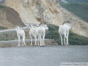 Ovis dalli, Dall sheeps, Mouflon de Dall, Igloo mountain hike, Denali Park, Alaska