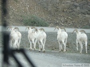 Ovis dalli, Dall sheeps, Mouflon de Dall, Igloo mountain hike, Denali Park, Alaska