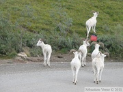 Ovis dalli, Dall sheeps, Mouflon de Dall, Igloo mountain hike, Denali Park, Alaska