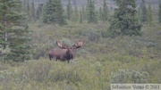 Alces alces, moose, élan, Denali Park, Alaska