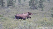 Alces alces, moose, élan, Denali Park, Alaska