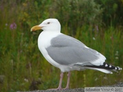 Larus smithsonianus, American Herring Gull, Goéland hudsonien, Denali Highway, Alaska