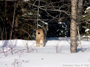 Lynx du Canada - Lynx canadensis