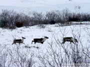 Caribous - Rangifer tarandus, le long de la Dempster Highway