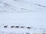 Caribous - Rangifer tarandus, le long de la Dempster Highway