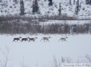 Caribous - Rangifer tarandus, le long de la Dempster Highway