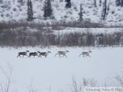 Caribous - Rangifer tarandus, le long de la Dempster Highway