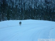 Loup - Canis lupus - sur la Dempster Highway