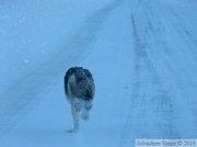 Loup - Canis lupus - sur la Dempster Highway