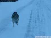 Canis lupus, loup, wolf