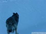 Loup - Canis lupus - sur la Dempster Highway