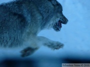 Loup - Canis lupus - sur la Dempster Highway