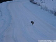 Loup - Canis lupus - sur la Dempster Highway