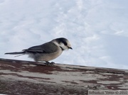 Geai gris (Gray Jay, Whiski Jack) - Perisoreus canadensis