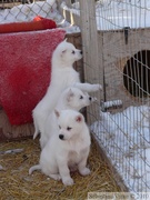 Bébés huskies