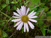 Aster sp., Petersburg, Alaska