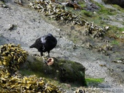 Corvus corax, Common Raven, Grand Corbeau, Petersburg, Alaska