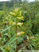 Rinanthus minor, Yellow rattle, Cocriste vrai, au dessus du Mendenhall glacier, Juneau, Alaska