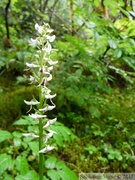 Platanthera dilatata, wild bog orchid, au dessus du Mendenhall glacier, Juneau, Alaska