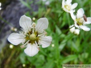 Parnassia fimbriata, Fringed Grass-of-Parnassius, au dessus du Mendenhall glacier, Juneau, Alaska