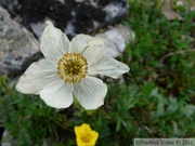 Anemone narcissiflora, Narcissus-Flowered Anemone, Anémone à feuilles de narcisse, Grizzly Lake, Tombstone Park, Yukon