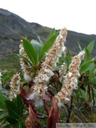 Salix sp., Willow, saule, Grizzly Lake, Tombstone Park, Yukon