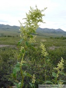 Aconogonon alpinum, Alaska wild rhubarb, Dempster Highway, Yukon
